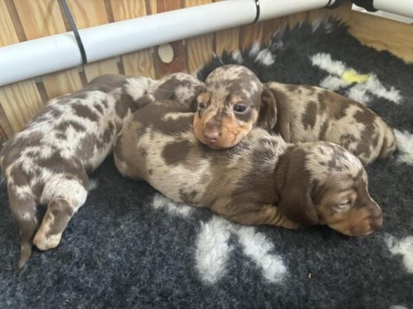 Miniature Dachshund available 7/8 for sale in Kingston upon Hull, East Riding of Yorkshire - Image 3