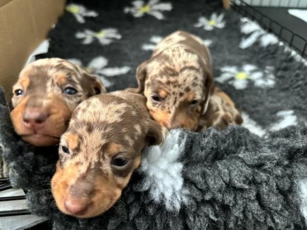 Miniature Dachshund available 7/8 for sale in Kingston upon Hull, East Riding of Yorkshire - Image 4