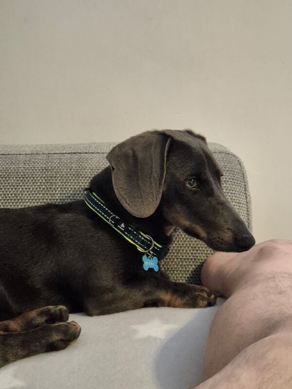 Miniature Dachshund boy for sale in Boston, Lincolnshire