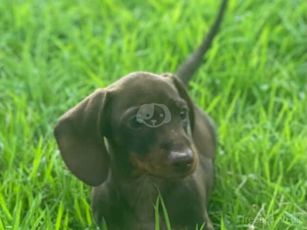 Miniature dachshund Boys for sale in Cookstown