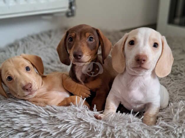 Miniature dachshund boys ready now - KC reg for sale in Newport