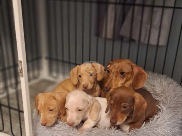 Miniature dachshund boys ready now - KC reg for sale in Newport - Image 2