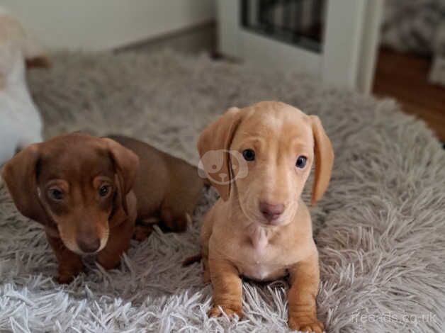 Miniature dachshund boys ready now - KC reg for sale in Newport - Image 3