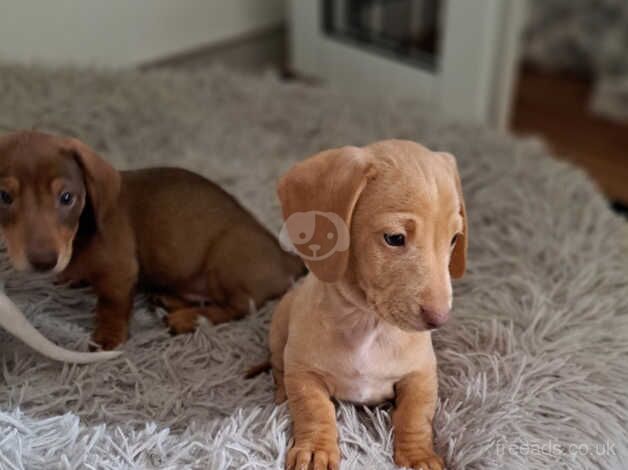 Miniature dachshund boys ready now - KC reg for sale in Newport - Image 4