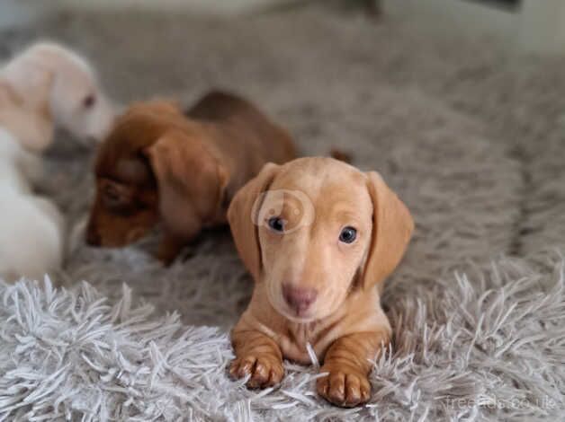 Miniature dachshund boys ready now - KC reg for sale in Newport - Image 5