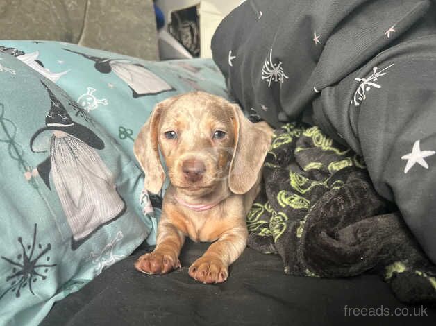 Miniature dachshund Female for sale in Halifax, West Yorkshire