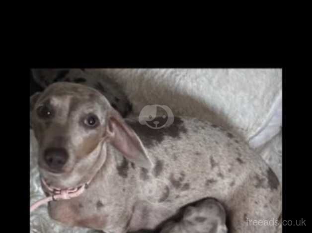 Dachshund Puppies for sale in West Yorkshire