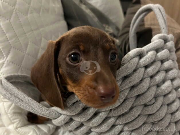 Miniature dachshund female for sale in Wigan, Greater Manchester