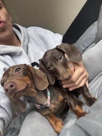 Miniature dachshund female puppy for sale in Old Colwyn, Conwy - Image 1