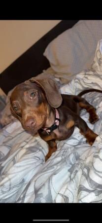 Miniature dachshund female puppy for sale in Old Colwyn, Conwy - Image 2