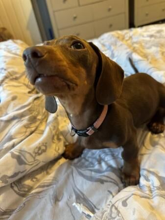 Miniature dachshund female puppy for sale in Old Colwyn, Conwy - Image 3