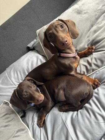 Miniature dachshund female puppy for sale in Old Colwyn, Conwy - Image 4