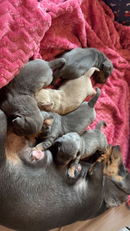 Miniature dachshund for sale in Bristol