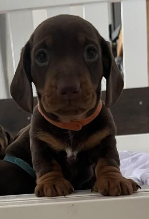 Miniature Dachshund for sale in Sheffield, South Yorkshire - Image 1