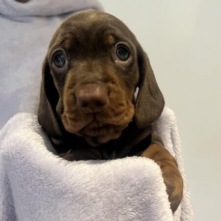 Miniature Dachshund for sale in Sheffield, South Yorkshire - Image 2