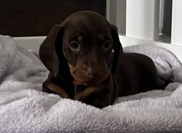 Miniature Dachshund for sale in Sheffield, South Yorkshire - Image 3