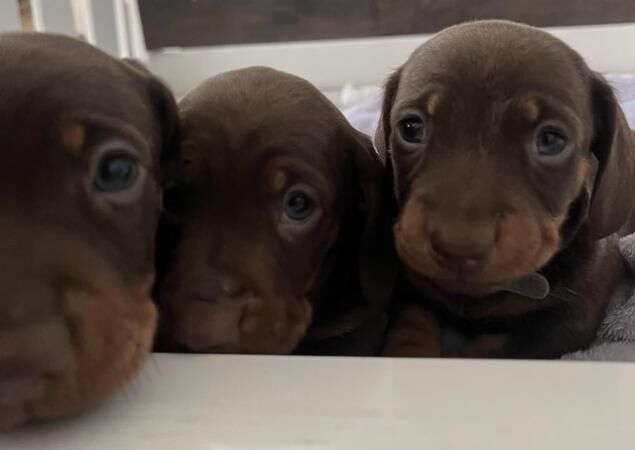 Miniature Dachshund for sale in Sheffield, South Yorkshire - Image 4