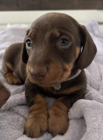 Miniature Dachshund for sale in Sheffield, South Yorkshire - Image 5