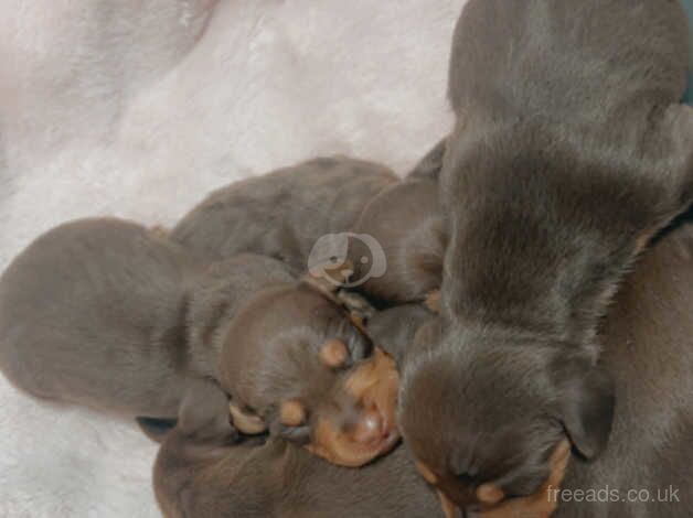 Miniature dachshund for sale in Rochdale, Greater Manchester - Image 1