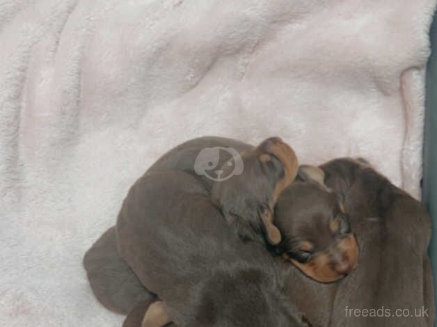 Miniature dachshund for sale in Rochdale, Greater Manchester - Image 2