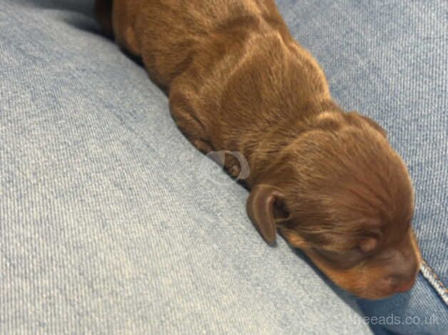 Miniature dachshund for sale in Rochdale, Greater Manchester - Image 3