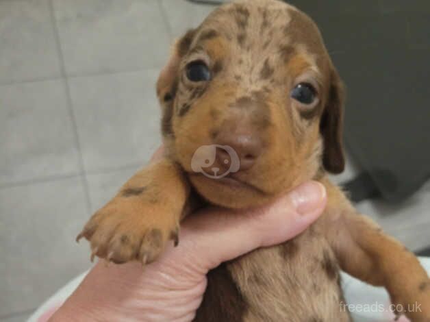 Miniature dachshund for sale in Bathgate, West Lothian