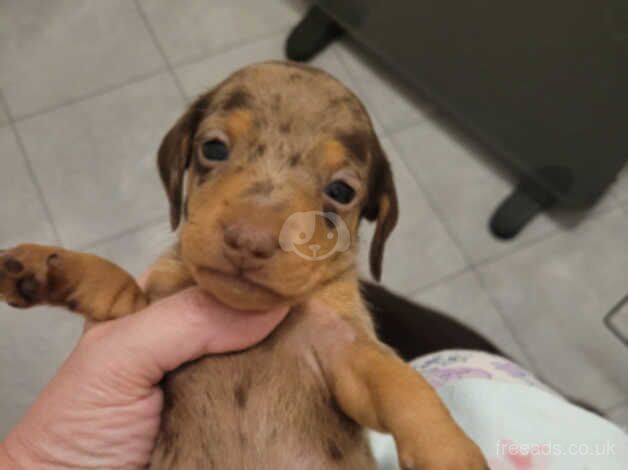 Miniature dachshund for sale in Bathgate, West Lothian - Image 3