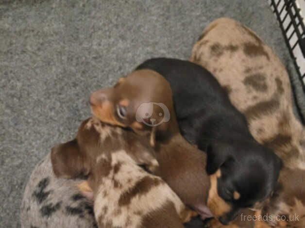 Miniature dachshund for sale in Bathgate, West Lothian - Image 5