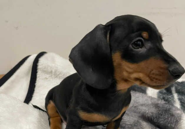 Miniature Dachshund for sale in Caernarfon, Gwynedd