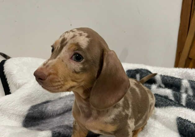 Miniature Dachshund for sale in Caernarfon, Gwynedd - Image 2