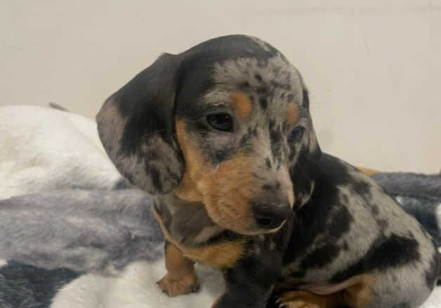 Miniature Dachshund for sale in Caernarfon, Gwynedd - Image 3