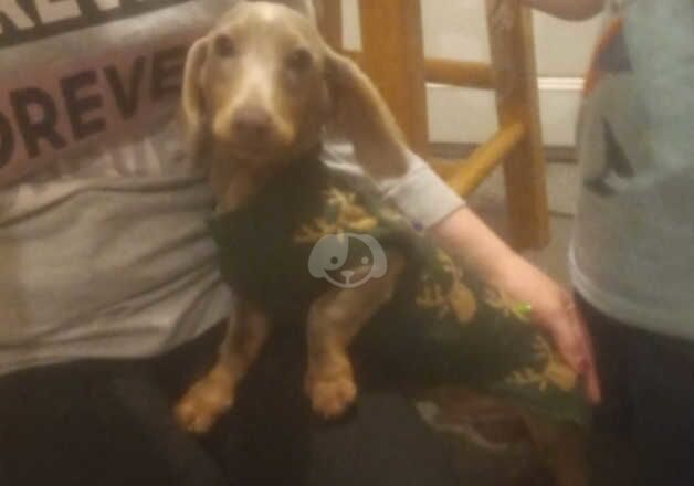 Miniature dachshund for sale in Cumnock, East Ayrshire