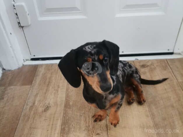 Miniature Dachshund for sale in Derby, Derbyshire