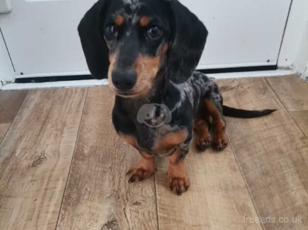 Miniature Dachshund for sale in Derby, Derbyshire - Image 2