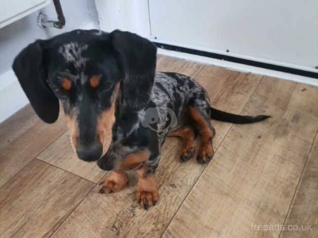 Miniature Dachshund for sale in Derby, Derbyshire - Image 3