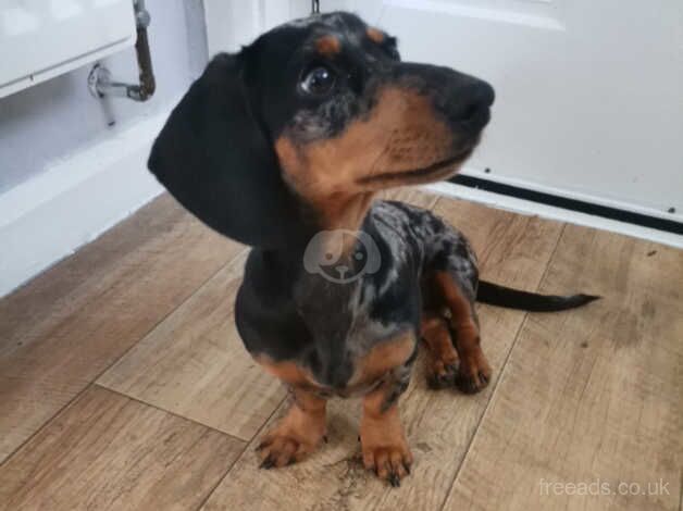 Miniature Dachshund for sale in Derby, Derbyshire - Image 4