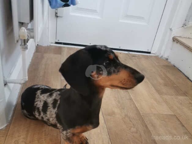 Miniature Dachshund for sale in Derby, Derbyshire - Image 5