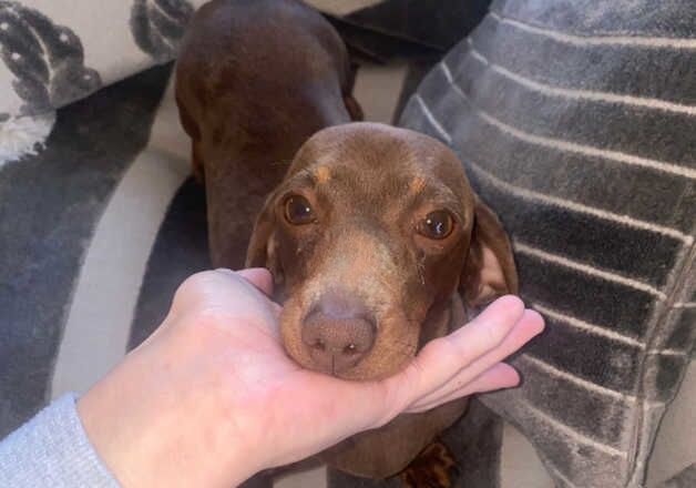 Miniature dachshund for sale in Edinburgh, City of Edinburgh - Image 2