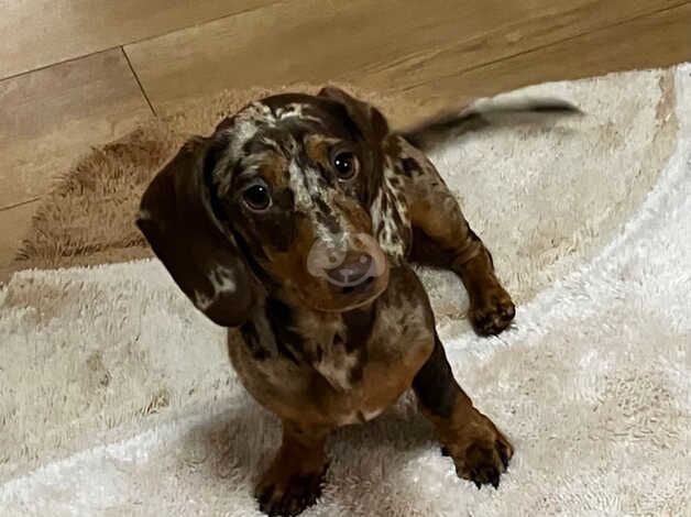 Miniature dachshund for sale in Gloucester, Gloucestershire