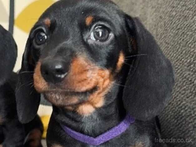 Miniature Dachshund for sale in Haverfordwest/Hwlffordd, Pembrokeshire