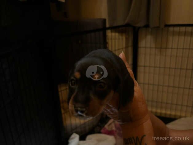 Miniature dachshund for sale in Ardleigh Green, Havering, Greater London