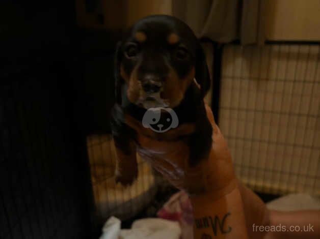 Miniature dachshund for sale in Ardleigh Green, Havering, Greater London - Image 2