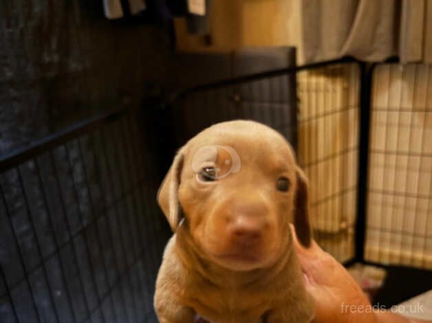 Miniature dachshund for sale in Ardleigh Green, Havering, Greater London - Image 3