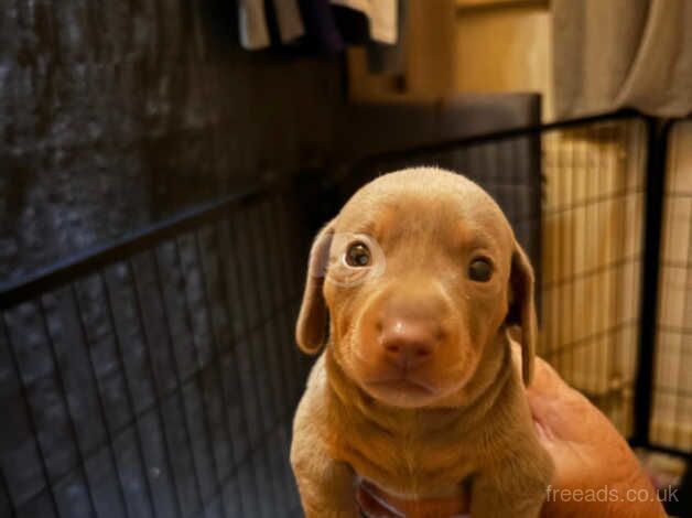 Miniature dachshund for sale in Ardleigh Green, Havering, Greater London - Image 4