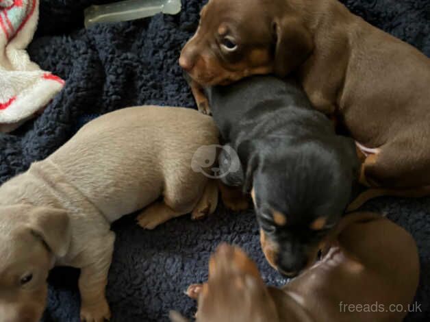 Miniature dachshund for sale in Ardleigh Green, Havering, Greater London - Image 5