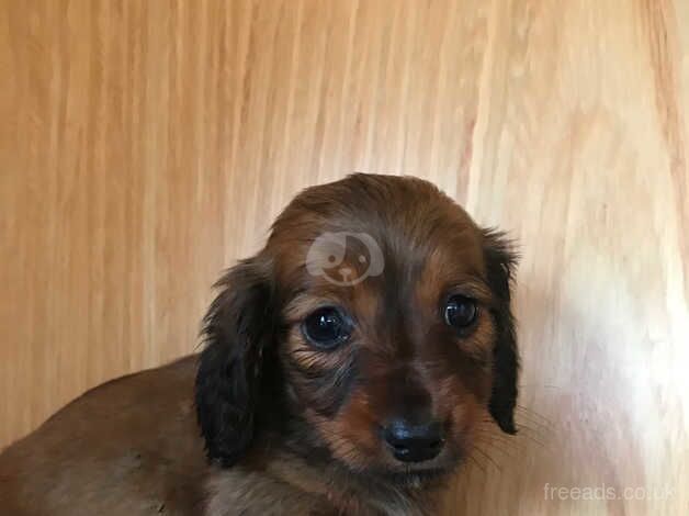 Miniature dachshund for sale in Irvine, North Ayrshire - Image 1