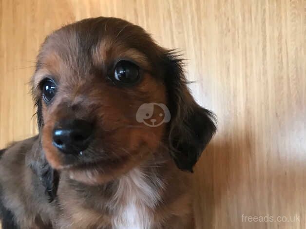 Miniature dachshund for sale in Irvine, North Ayrshire - Image 2