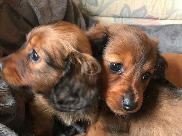 Miniature dachshund for sale in Irvine, North Ayrshire - Image 4