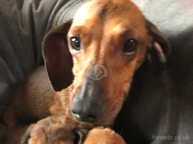 Miniature dachshund for sale in Irvine, North Ayrshire - Image 5