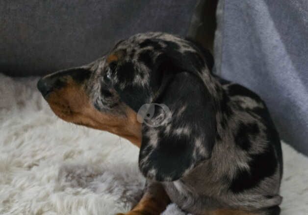 Miniature dachshund for sale in Kilgetty, Pembrokeshire - Image 4